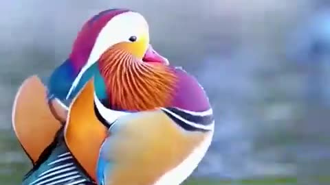 Behold the beautiful Mandarin Duck