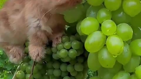 Rabbit feeding grapes