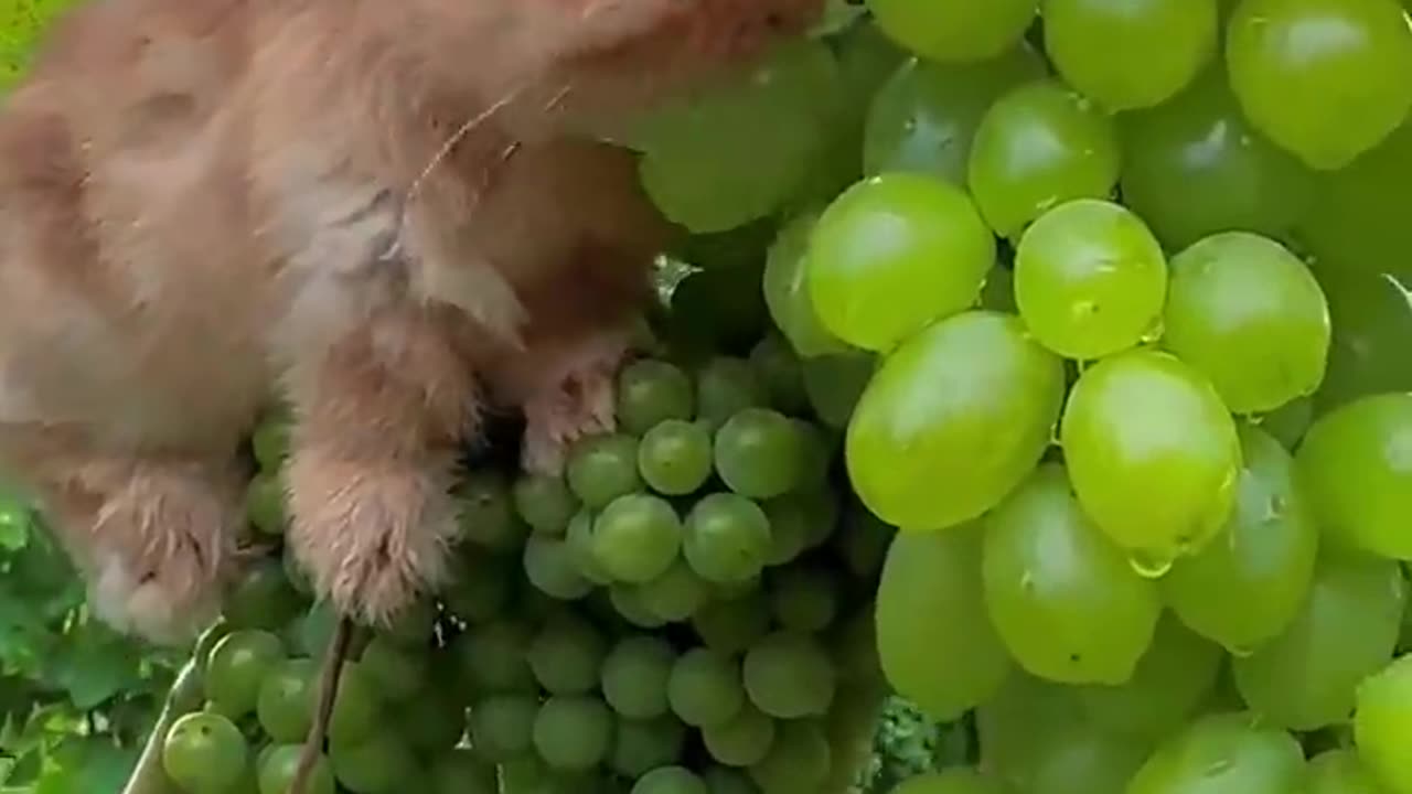 Rabbit feeding grapes