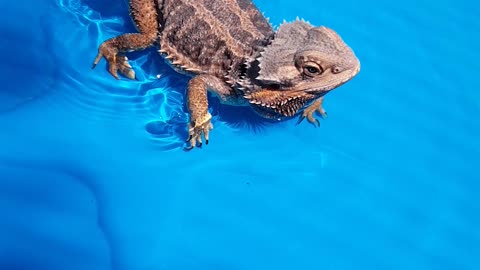 Summer's Here!!! (Which Means Bearded Dragons Swimming)