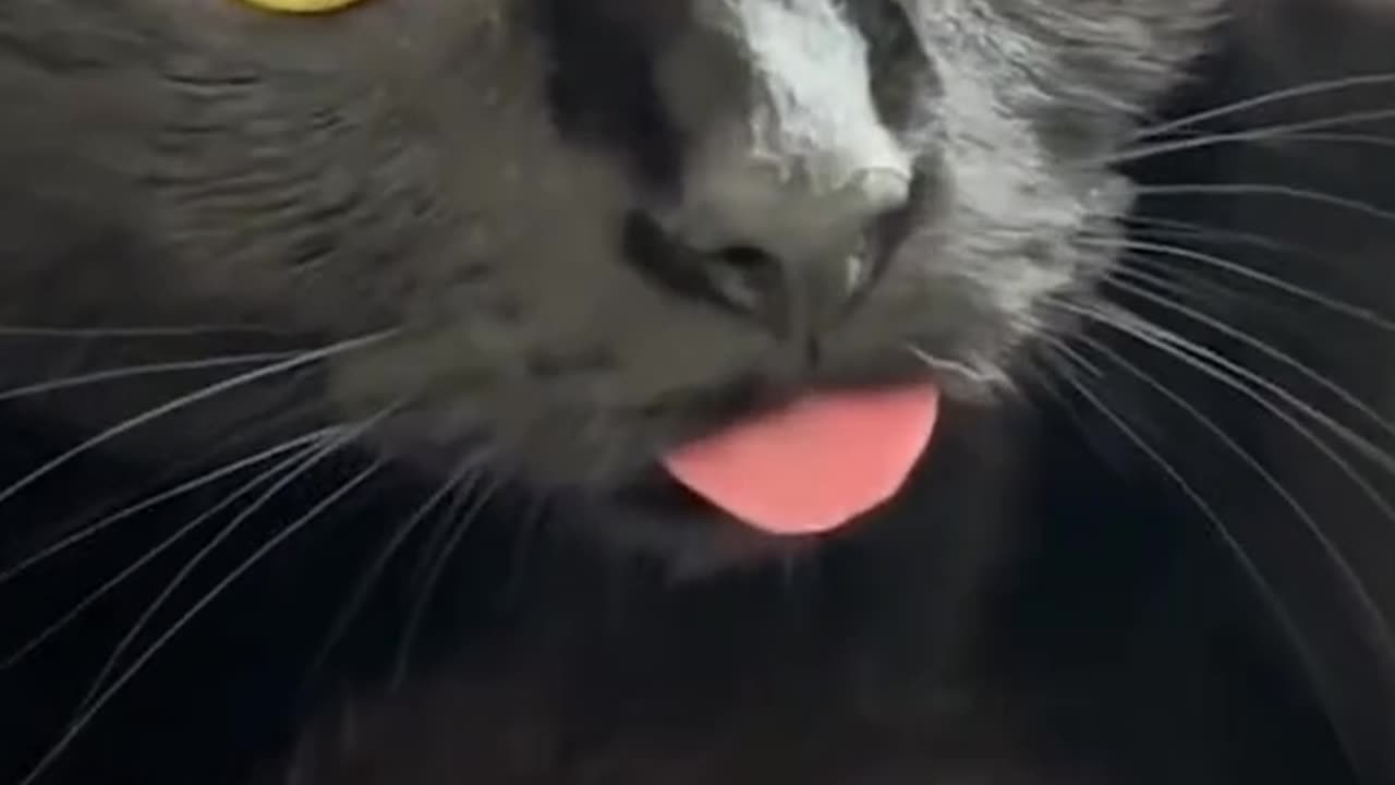 very silly cats