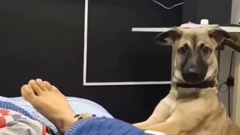 Funny Dog videos