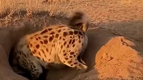 Crazy and funny animals