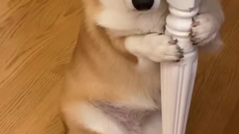 I am innocent, I knew nothing.🐾| funny dog 02