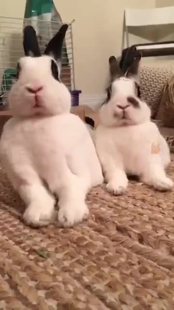 Try not to laugh! 😂 #funny #animalvideos #cute