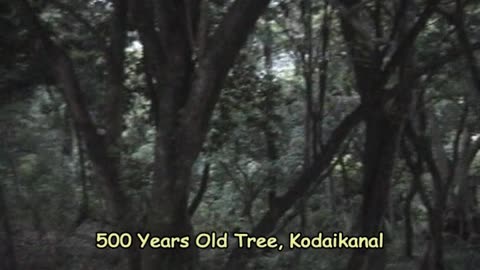 Kodai 500 Years Old Tree-The Ancient Guardian of Kodaikanal
