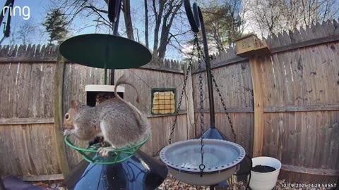 Just When You Think You Finally Squirrel-Proofed Your Bird Feeder