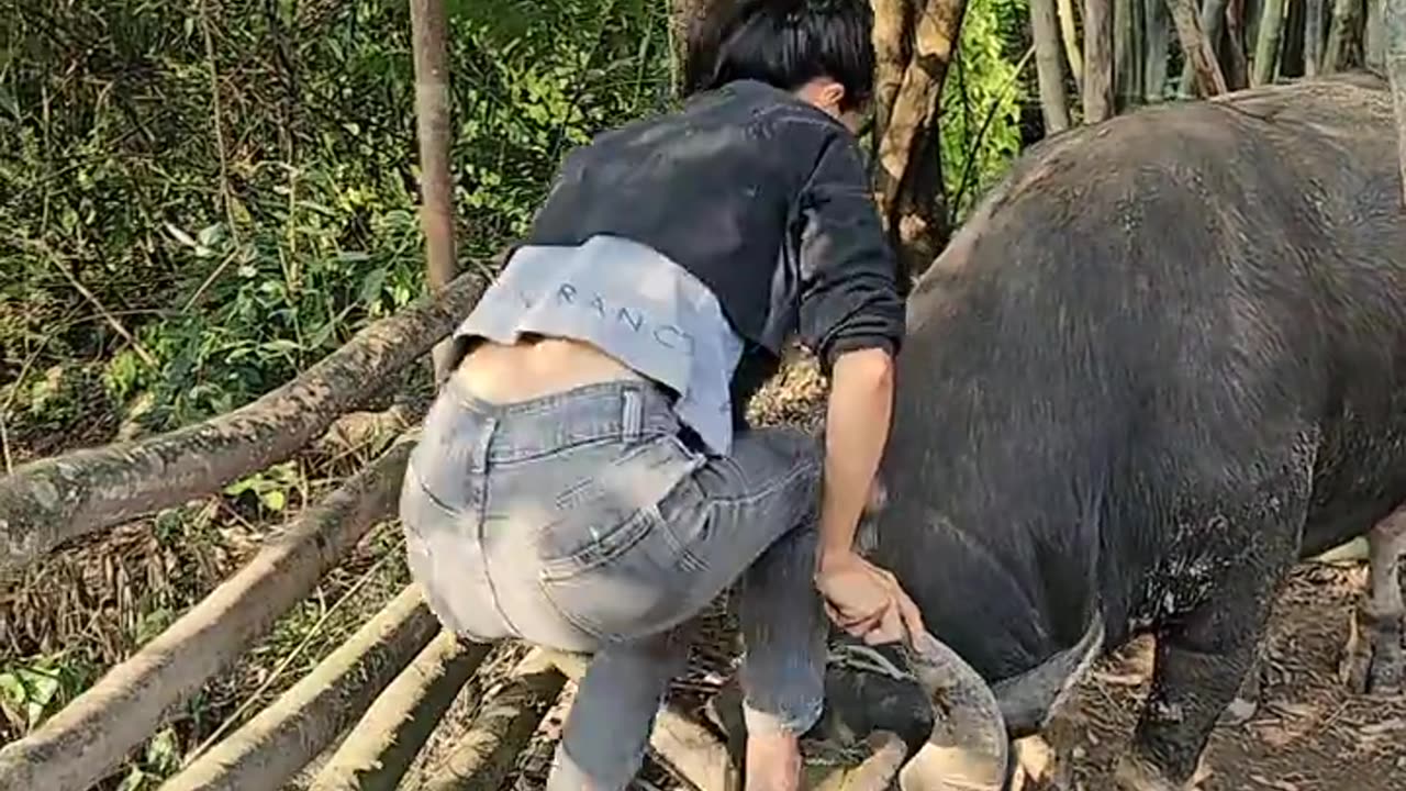 4. Daily life of a cattle herder, having fun with the buffalo