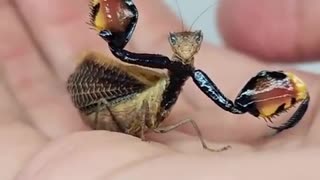 Close-up of a Dragon Mantis showing off its defensive pose