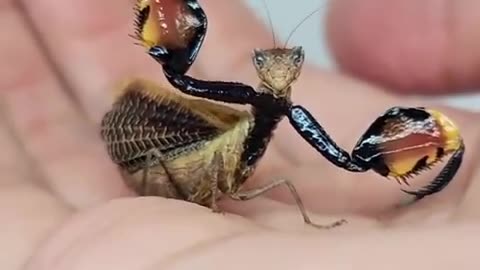 Close-up of a Dragon Mantis showing off its defensive pose
			