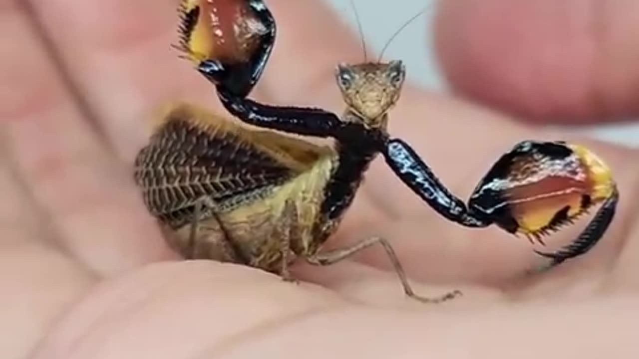 Close-up of a Dragon Mantis showing off its defensive pose