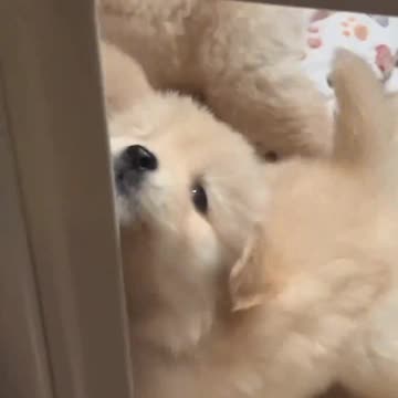 Who Would You Share This Adorable Golden Retriever With