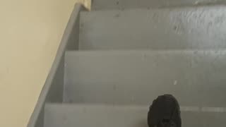 Walking Stairs Nov 16, 2025