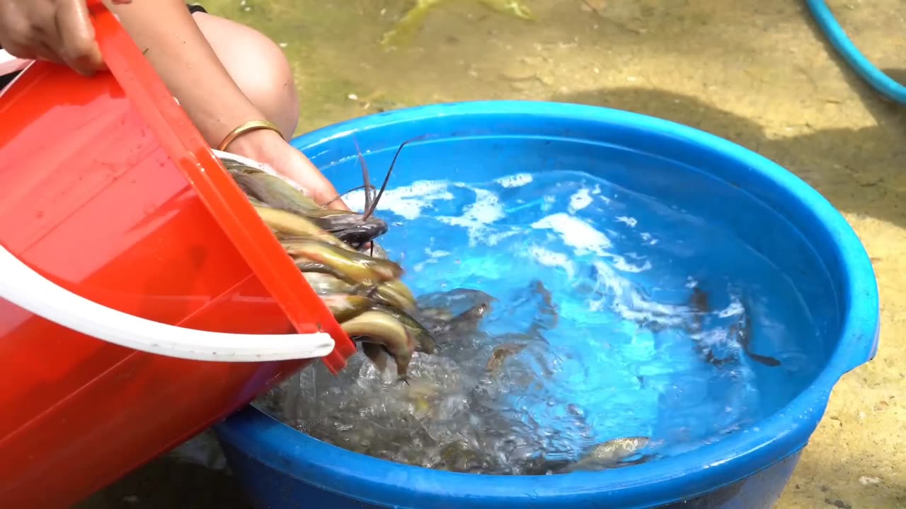 How to harvest giant fish during heavy rains and floods