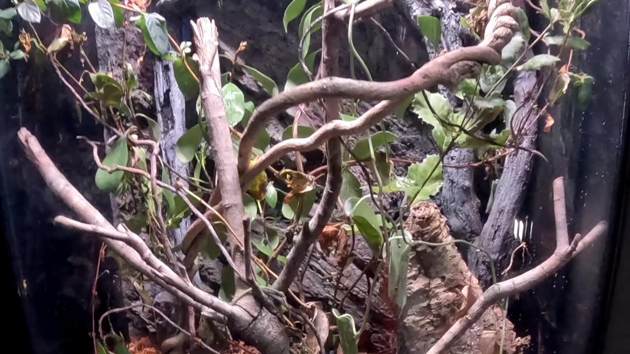 Domino Cockroach at the San Diego Zoo