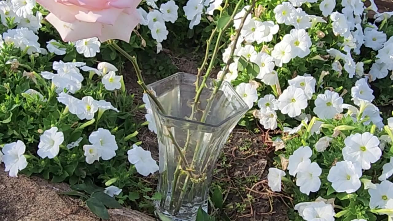 "Preparing a vase of Roses for an evening social Part 1 of 2."