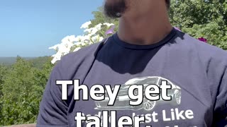 Taller
