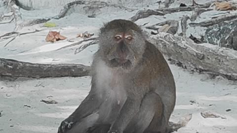 Monkey Island + Maya Bay, (Thailand)