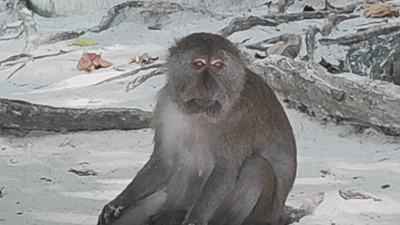 Monkey Island + Maya Bay, (Thailand)