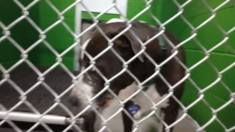 Charlie Boy 8y Pet Id 949948 kennel 34 HSSAZ shelter super shy guy but we made progress❤️20251114504