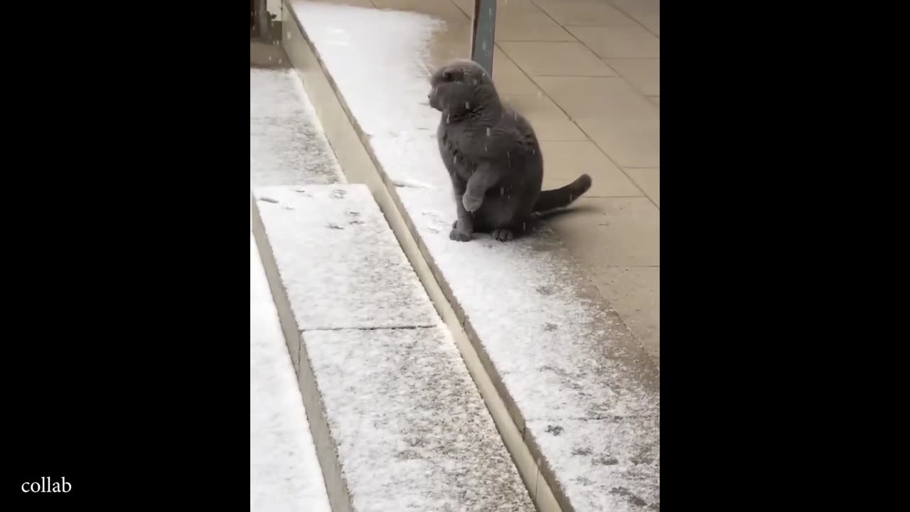 Silliest CATS on Earth See Snow for the First Time 😂