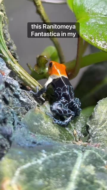 Lucky Footage Of My Poison Dart Frog