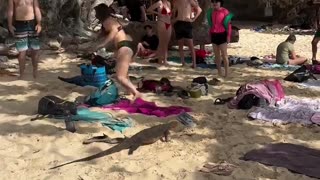 😂🦎 You Won't Believe This Lizard's Beach Walk! Lizard Having a Stroll | FunFM