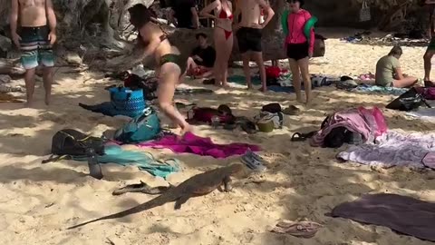 😂🦎 You Won't Believe This Lizard's Beach Walk! Lizard Having a Stroll | FunFM
