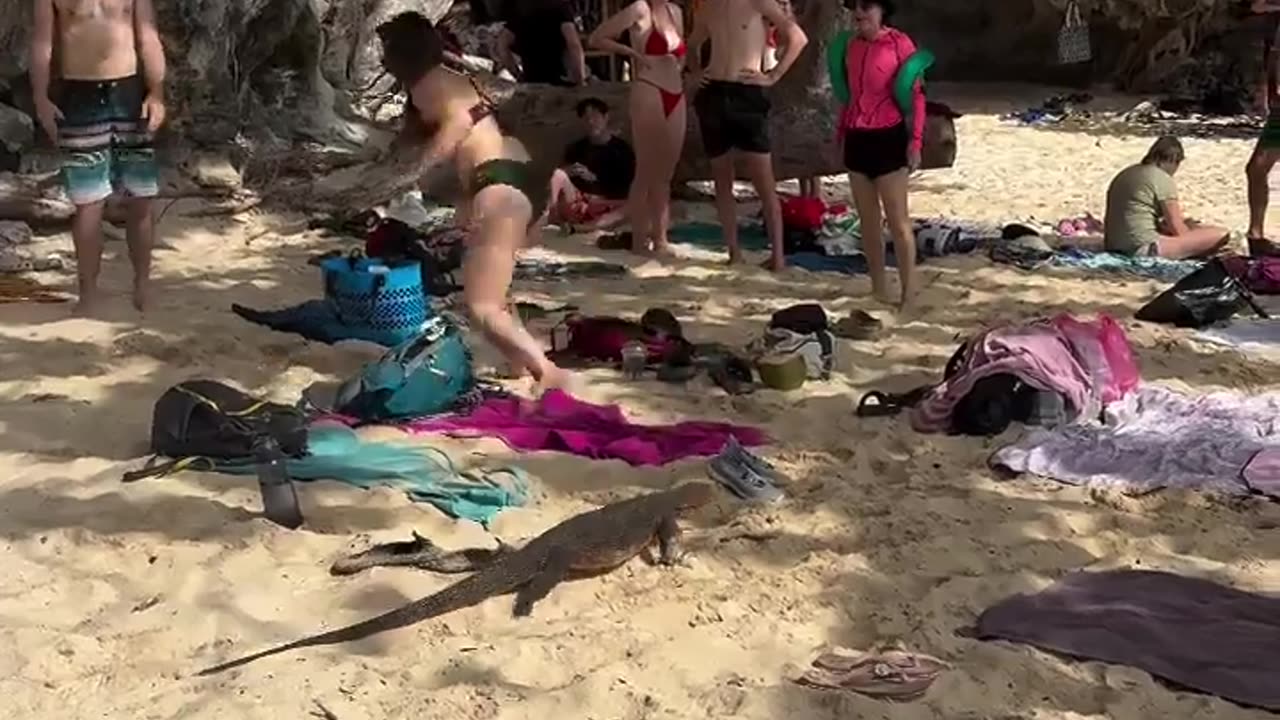 😂🦎 You Won't Believe This Lizard's Beach Walk! Lizard Having a Stroll | FunFM