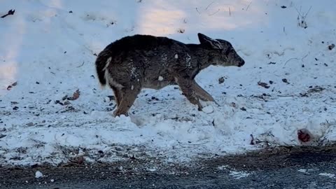 Deer Appears to Be Frozen Solid
