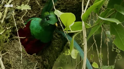 ‎Is This the Most Beautiful Bird in the Americas | Wild Mexico | BBC Earth