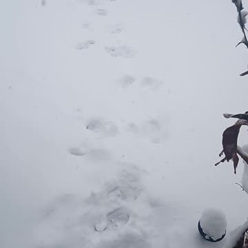 Mass deportations cancelled by snow