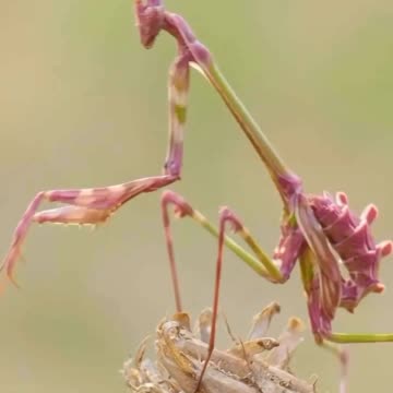 Flower Mantis.