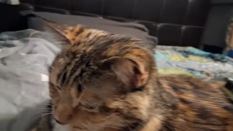 Brushed to Bliss: Adorable Cat Gets the Ultimate Grooming ASMR