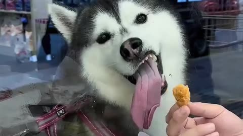 😂🐸 You Won't Believe This Frog's Hunger! | FunFM