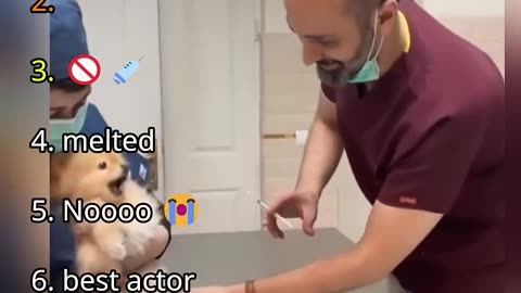 Ranking Best Dogs in Vet Moments