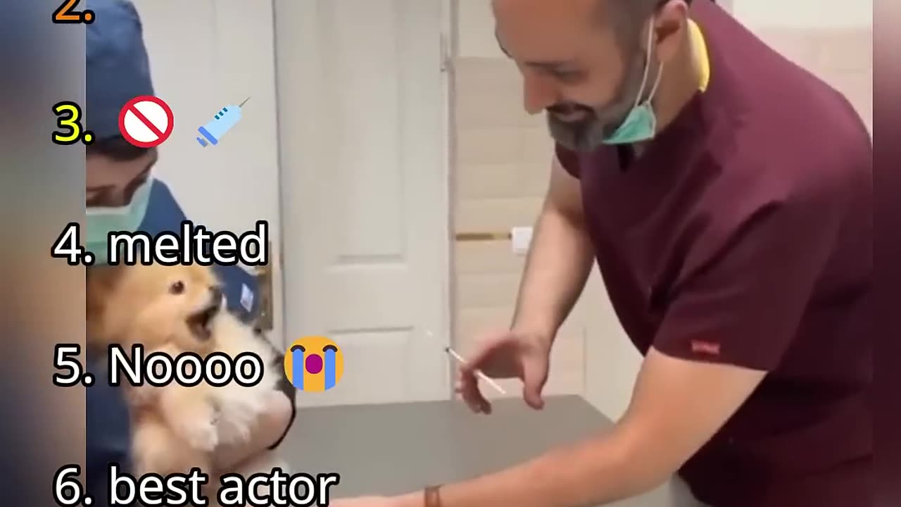 Ranking Best Dogs in Vet Moments
