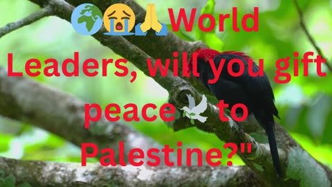 Netanyahu Palestine need Peace🕊️🌍, #Christmas #PeaceForPalestine #Hope #Humanity