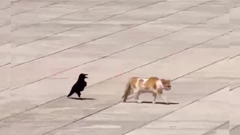 This bird tries to disturb this cat, the ending is very funny #shorts #viral
