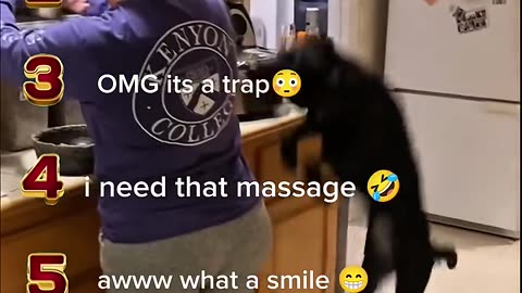 Ranking Funny Dogs Moments🐾