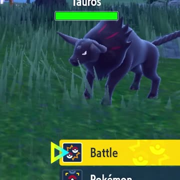 Unlock Secret Fire & Water Tauros Forms in Pokémon Scarlet & Violet! 🔥💧