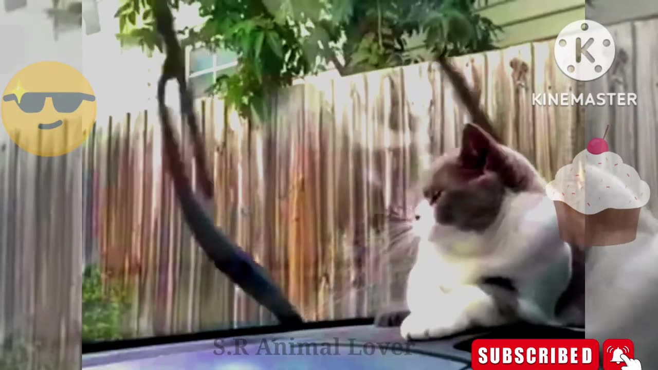 Funny Cats Compilation | Hilarious Cat Moments You Can't Miss!