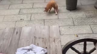 🤯🐈 This Cat's Upside-Down Stroll Will Leave You Speechless! | FunFM