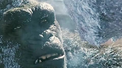 King Kong protects humans and battles Gorilla.#godzilla..