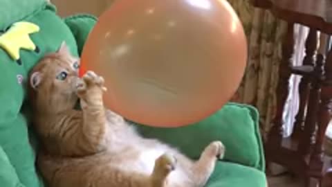 Boom,Scared me! #exlittlebeans #funny_cats #cat #funny_videos