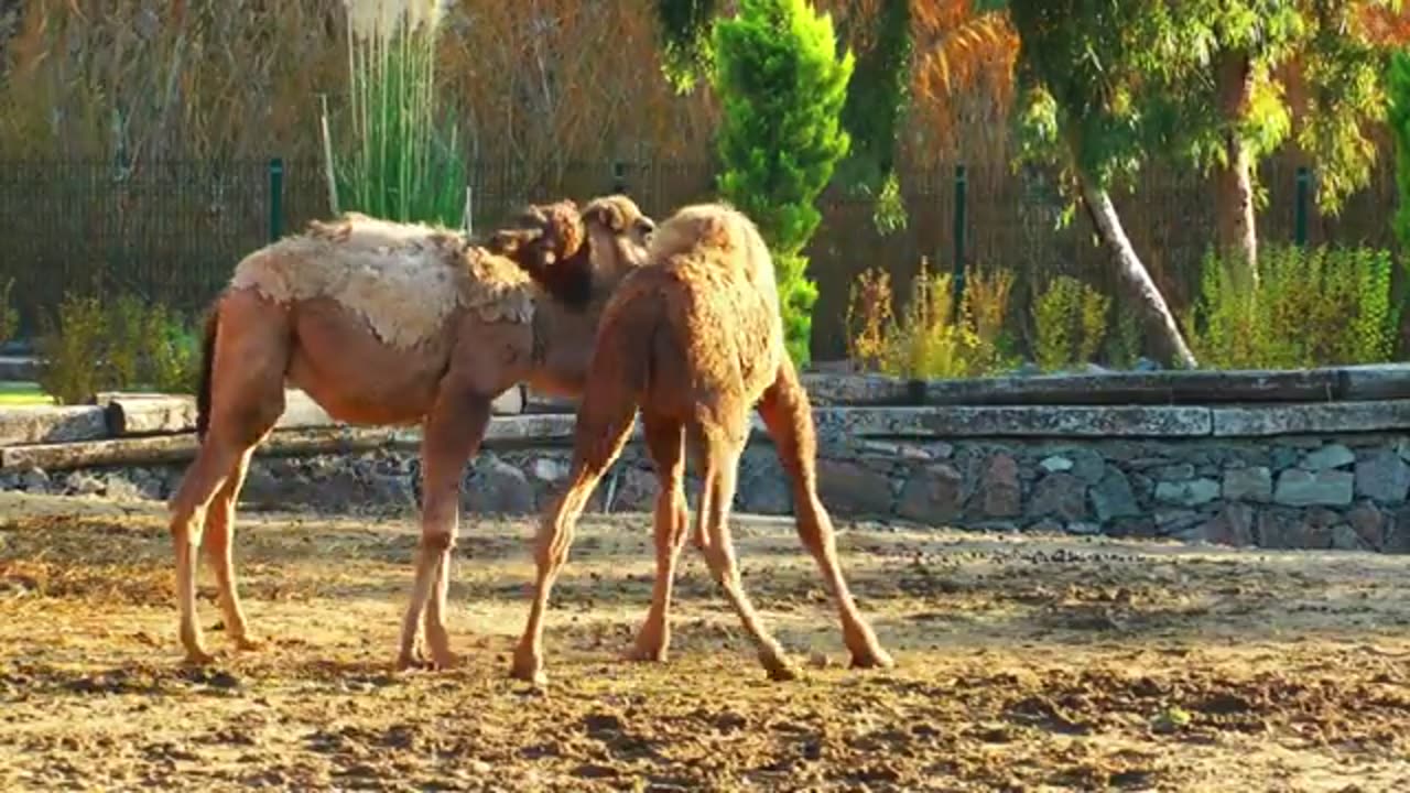 African Camels! The king of the desert!