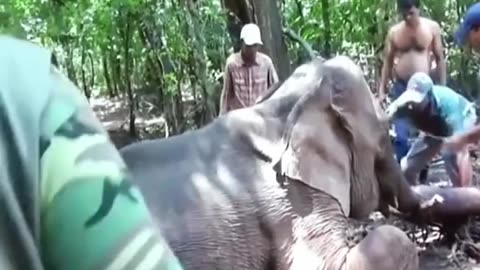 Incredible Elephant Rescue a Heartwarming Story of Survival