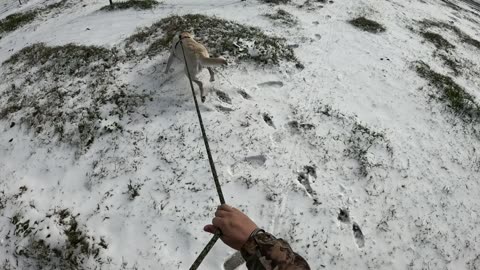 Texas Snow Day! Lab Tracks in the Snow! (Hunting/Outdoors training)