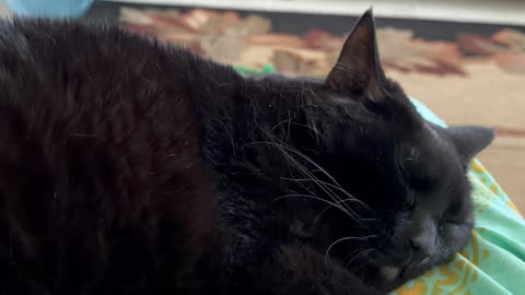 Cute Precious Piper Looks So Cute Sleeping on My Lap - My Adopted Shelter Cat Vlog