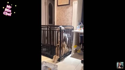 Funny animals 🤣🤣